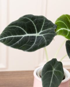 Hypoestes Alocasia Black Velvet Calathea trio de plantes leo livraison Bergamotte Comparateur Bloomyrama