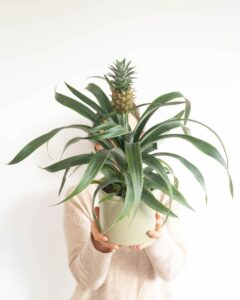 Plante exotique Ananas Comosus Livraison Bergamotte Comparaison de fleurs Bloomyrama