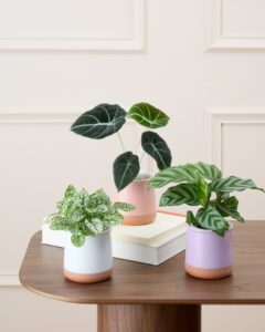 Hypoestes Alocasia Black Velvet Calathea trio de plantes leo livraison Bergamotte Comparatif Bloomyrama