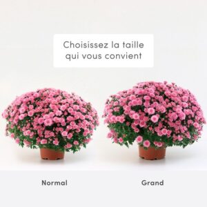 Chrysanthèmes tailles livraison Interflora Comparaison bloomyrama