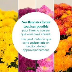 Chrysanthèmes couleurs livraison Interflora Comparaison bloomyrama