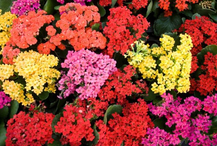 La signification des couleurs des fleurs