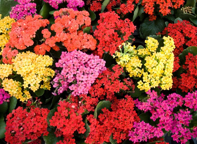 Kalanchoe multicolore comparateur de fleurs bloomyrama