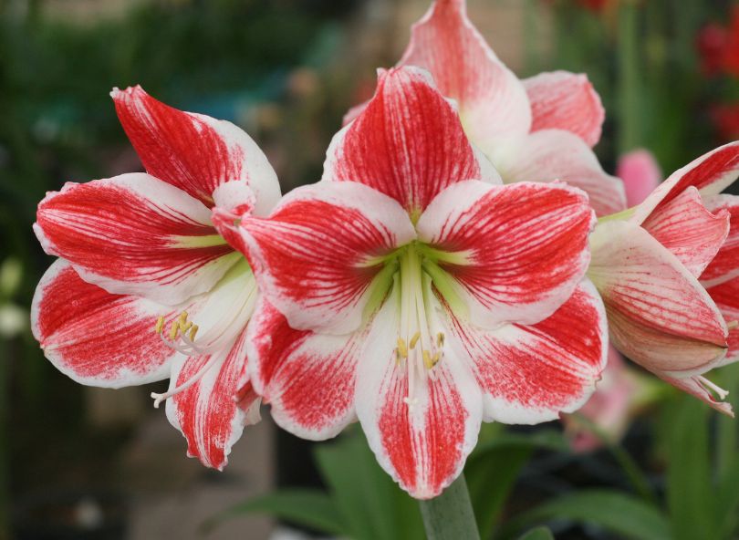 amaryllis plante fleurie bicolore comparateur de fleurs bloomyrama