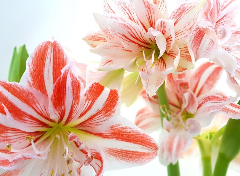 amaryllis plante fleurie bicolore hybride comparateur de fleurs bloomyrama