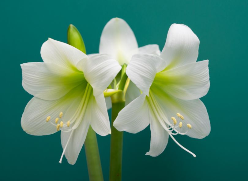 amaryllis plante fleurie bicolore blanc comparateur de fleurs bloomyrama