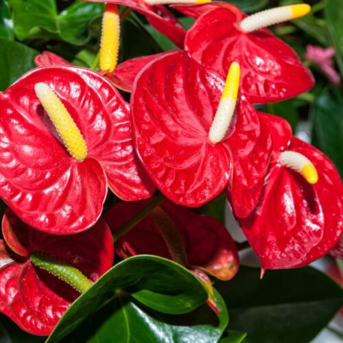 L’Anthurium : Comment accueillir une plante tropicale fleurie chez soi