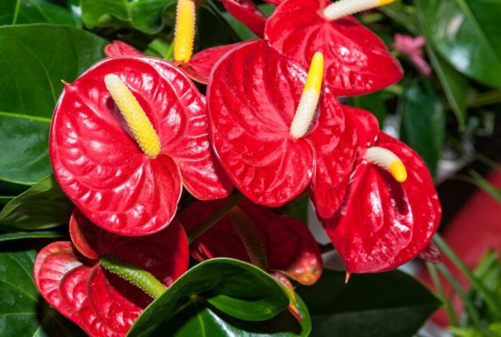 L’Anthurium : Comment accueillir une plante tropicale fleurie chez soi