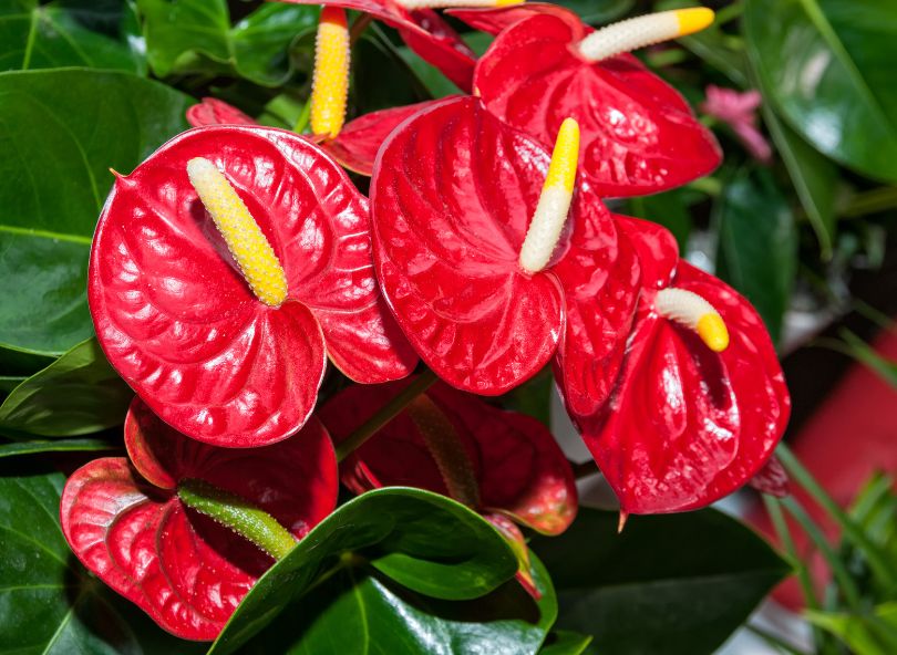 Anthurium rouge plante fleurie tropicale comparateur de fleurs bloomyrama