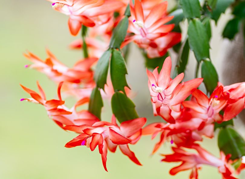 cactus de noël rouge en fleurs comparateur bloomyrama