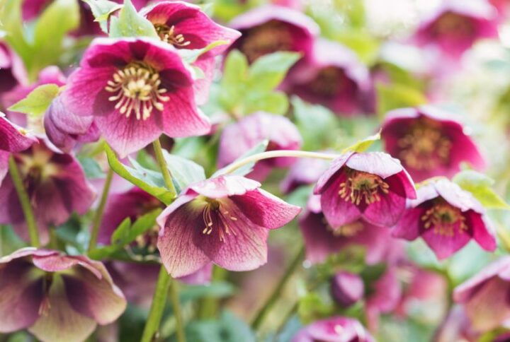 La Rose de Noël : Découvrez la plante qui fleurit au cœur de l’hiver