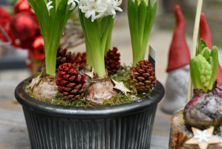 Comment faire fleurir une Jacinthe à Noël : Guide complet et conseils pratiques