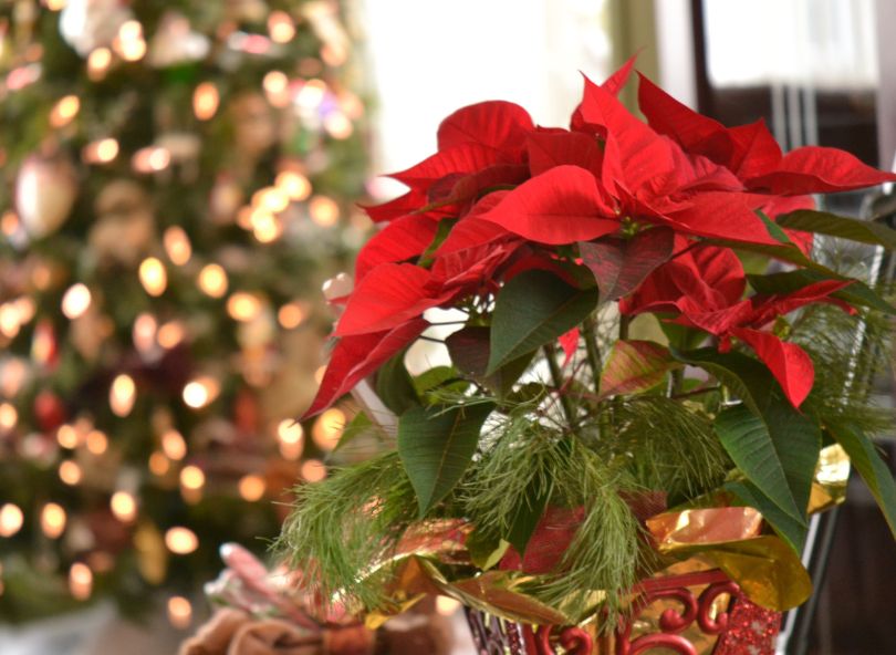 poinsettia décoration noël comparateur de fleurs bloomyrama