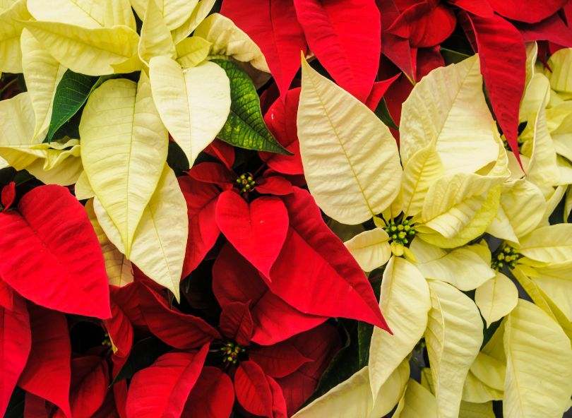 poinsettia plantes fleuries rouge blanc hiver noël comparateur de fleurs bloomyrama