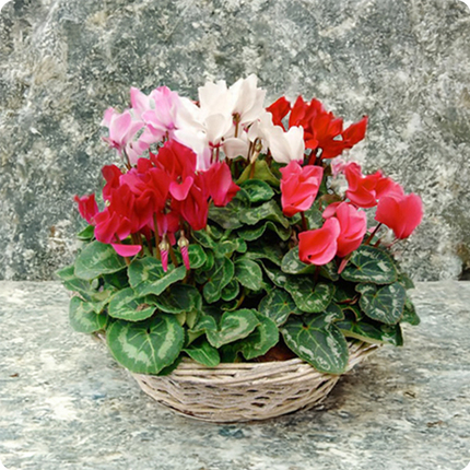 coupe de cyclamens plantes fleuries pour deuil livraison 123fleurs comparateur de fleurs bloomyrama