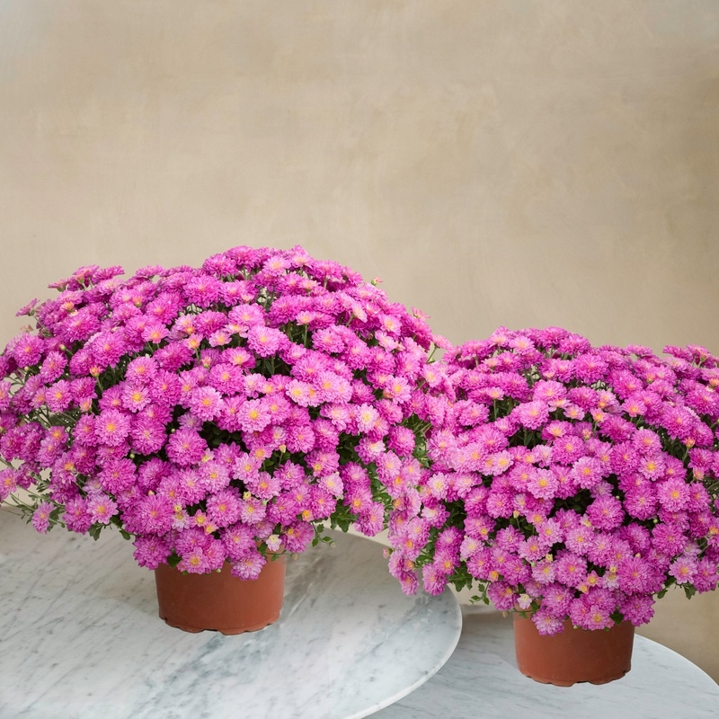 Duo chrysanthèmes roses livraison Interflora Comparateur bloomyrama