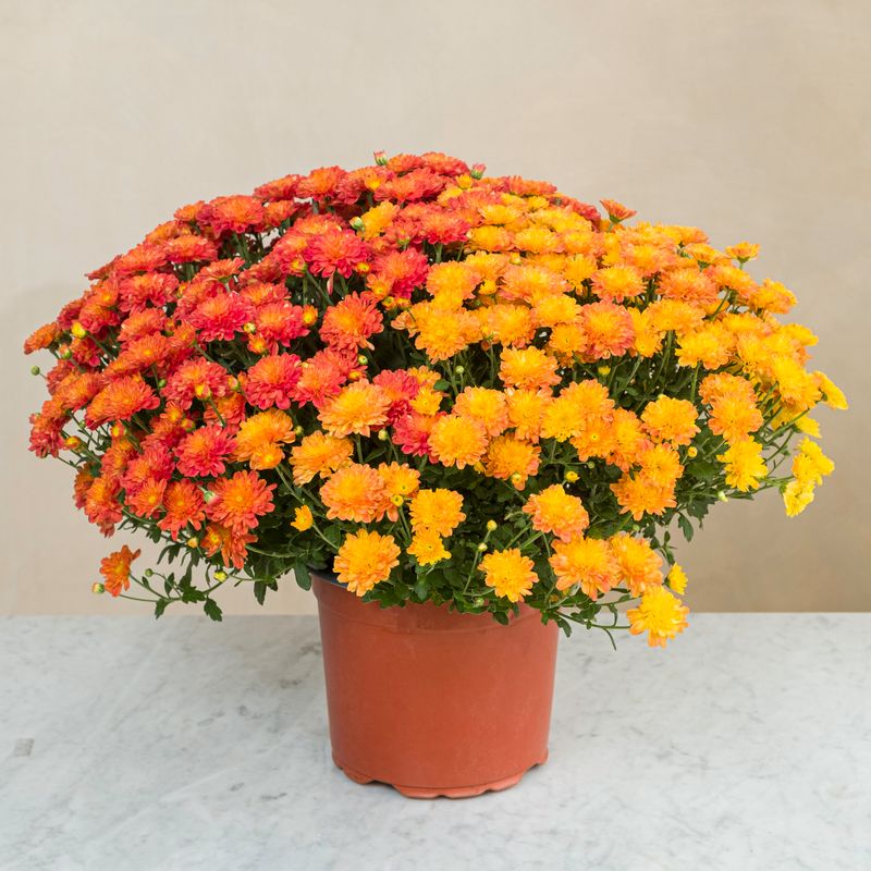 Pot de chrysanthèmes multicolores toussaint Livraison Interflora Comparateur de fleurs bloomyrama