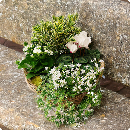 Composition panier de plantes mémoire du cœur blanc vert livraison 123fleurs comparateur bloomyrama