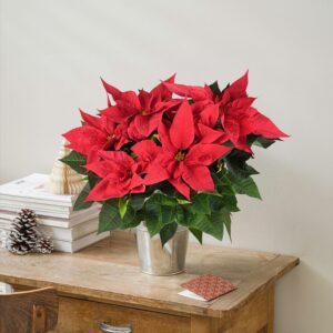 Poinsettia rouge et son cache-pot livraison noël interflora comparateur de fleurs bloomyrama