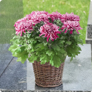 Chrysanthème couleur fuchsia livraison tombe 123fleurs comparateur bloomyrama