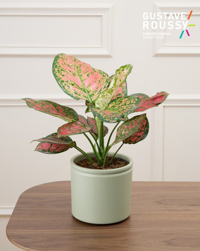 Plante verte Aglaonema Victoria livraison Bergamotte Comparaison bloomyrama