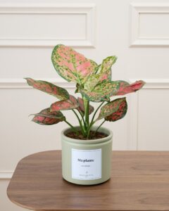 Plante verte intérieur Aglaonema Victoria décoration livraison Bergamotte Comparateur bloomyrama