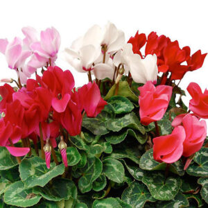 coupe de cyclamens rose rouge blanc plantes fleuries pour deuil livraison 123fleurs comparateur de fleurs bloomyrama