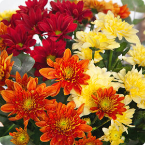 Bouquet Coco chrysanthèmes jaune orange rouge et eucalyptus Livraison 123fleurs comparaison bloomyrama