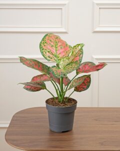 Plante exotique Aglaonema Victoria décoration livraison Bergamotte Comparateur bloomyrama