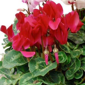 cyclamens plantes fleuries tombe livraison 123fleurs comparateur de fleurs bloomyrama