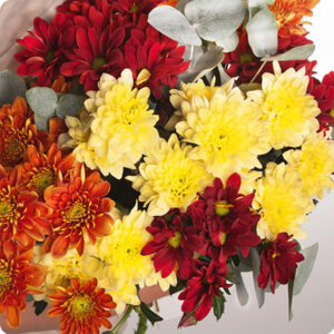 Bouquet de chrysanthèmes colorés et eucalyptus Livraison 123fleurs comparateur bloomyrama