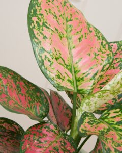 Grandes feuilles Aglaonema Victoria décoration livraison Bergamotte Comparateur bloomyrama