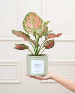 Aglaonema Victoria décoration livraison Bergamotte Comparateur bloomyrama