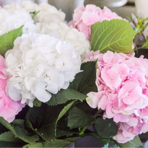 Offrir un bouquet d’hortensias : Signification et occasions idéales