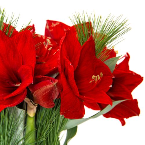 amaryllis bouquet de noël livraison fleurs comparateur bloomyrama