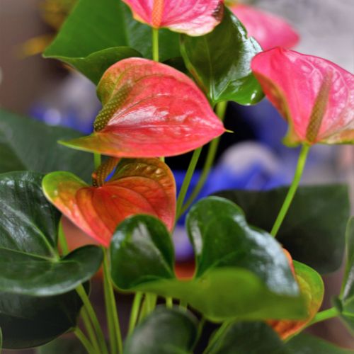 anthurium élégant bouquet de noël livraison fleurs comparateur bloomyrama