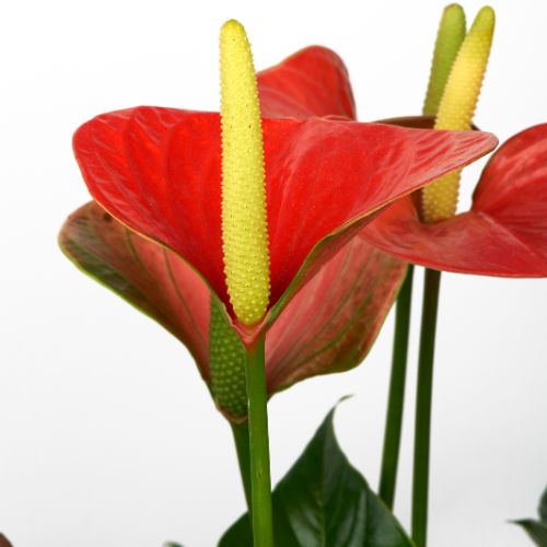 anthurium fleurs exotiques bouquet de noël livraison comparateur bloomyrama