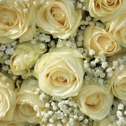 bouquet de noël gypsophile roses blanches livraison fleurs comparateur bloomyrama