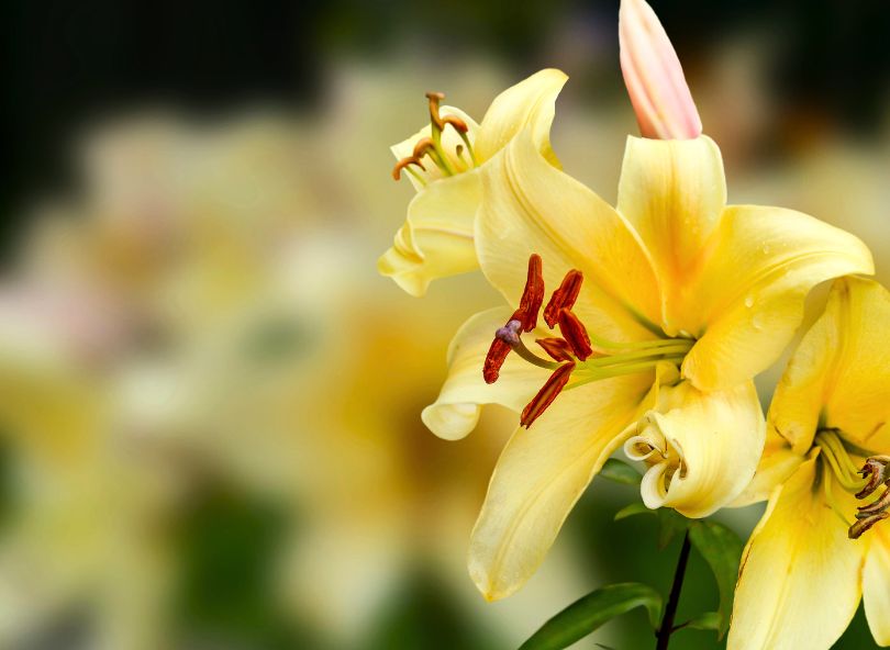 Lys jaune grande fleur bloomyrama comparateur de fleurs