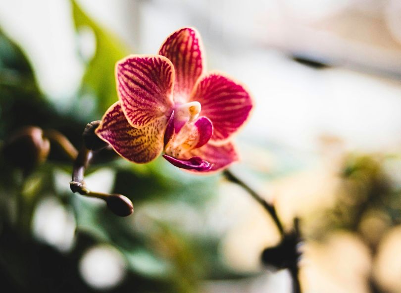 Choisir une orchidée bloomyrama comparateur de fleurs