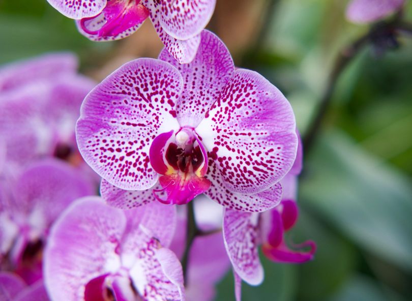 choisir et entretenir une orchidée comparateur de fleurs bloomyrama