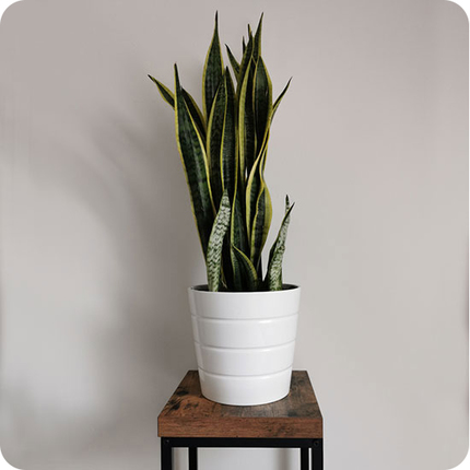 sansevieria plante intérieur livraison 123fleurs comparateur bloomyrama