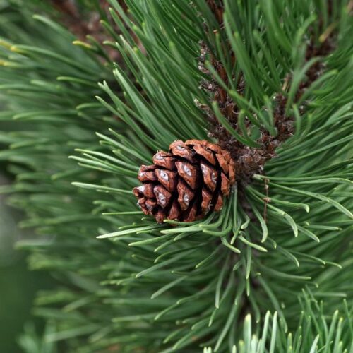 Entretien de votre sapin de Noël naturel : Conseils pour en profiter jusqu’à la fin des festivités