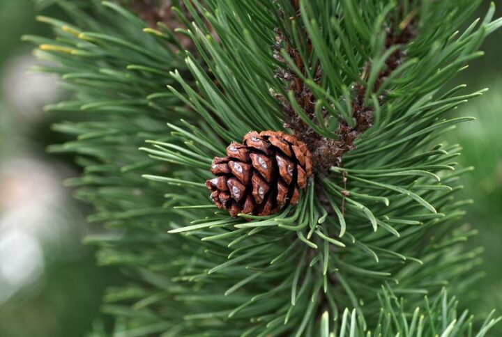 Entretien de votre sapin de Noël naturel : Conseils pour en profiter jusqu’à la fin des festivités