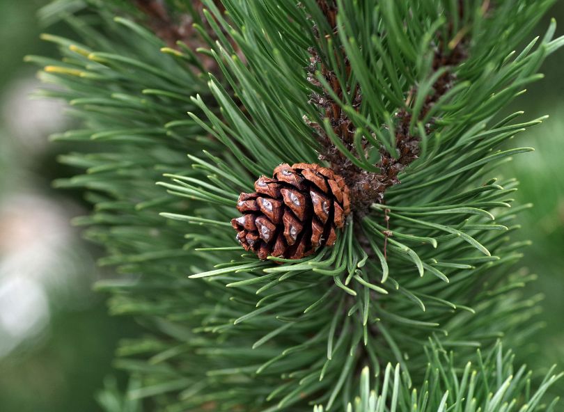 Sapin de noël naturel décoration tradition famille comparateur bloomyrama