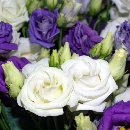 Le Lisianthus, une fleur résistante, raffinée et polyvalente