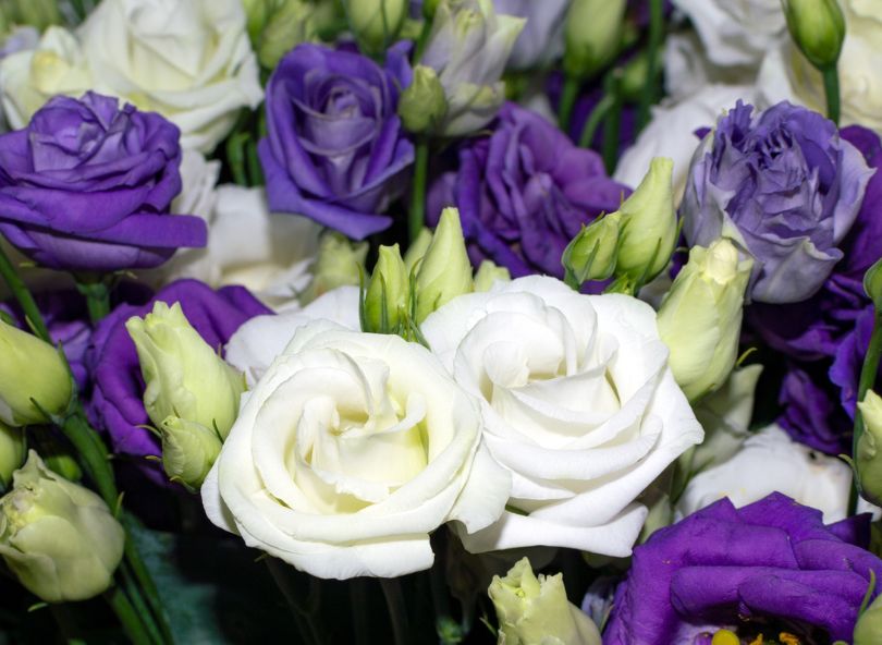 lisianthus mauves et roses blanches bloomyrama comparateur de fleurs