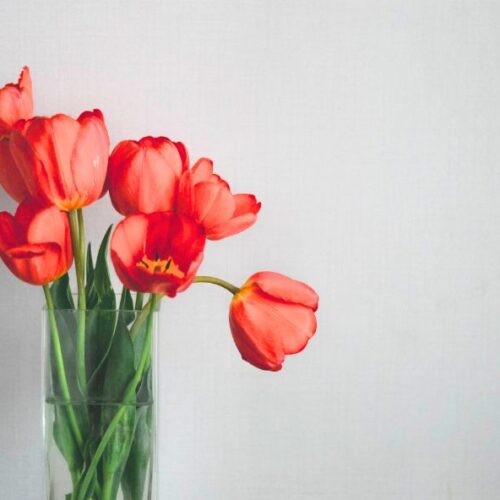 L’entretien des tulipes en vase : Prenez soin de vos tulipes coupées