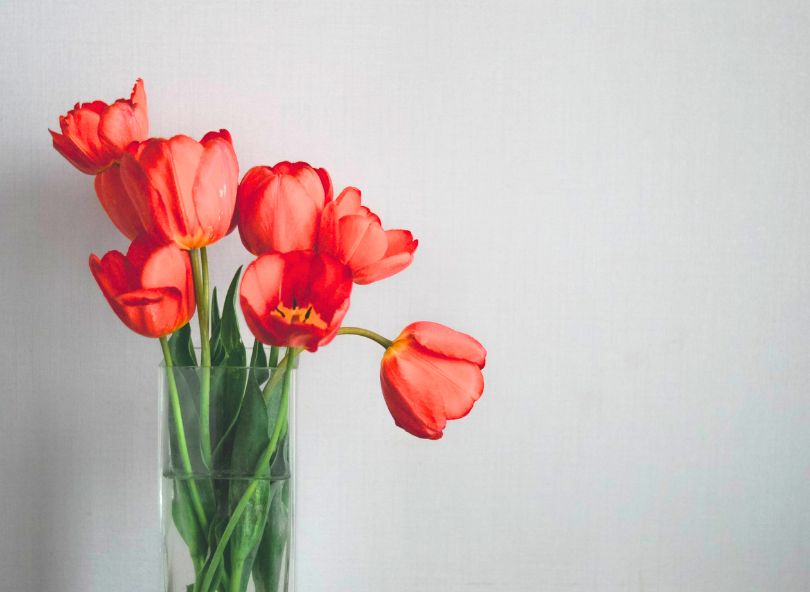 Tulipes rouges vase verre bloomyrama comparateur de fleurs