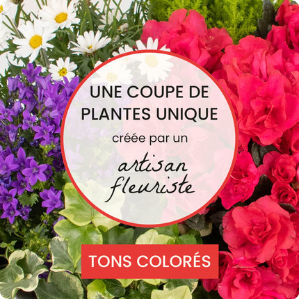 Coupe de plantes fleuries colorées pour deuil livraison 123fleurs comparateur de fleurs bloomyrama